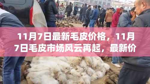 11月7日毛皮市场最新动态,价格风云与产业深度观察