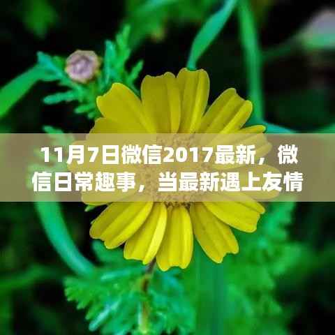 微信日常趣事,最新更新与友情日的奇妙碰撞