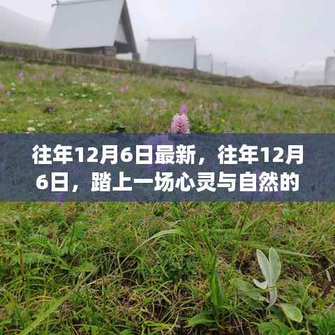 往年12月6日的心灵与自然的美妙邂逅之旅
