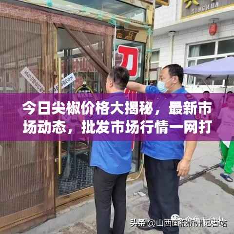 今日尖椒价格大揭秘,最新市场动态,批发市场行情一网打尽