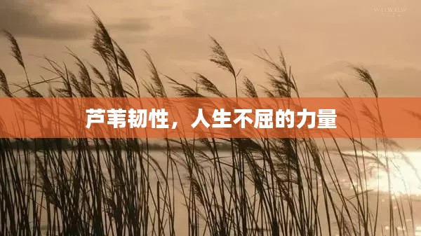 芦苇韧性,人生不屈的力量
