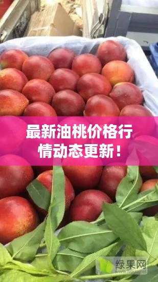 最新油桃价格行情动态更新!
