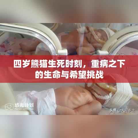 四岁熊猫生死时刻,重病之下的生命与希望挑战