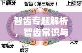 智齿专题解析,智齿常识与常见问题全解析