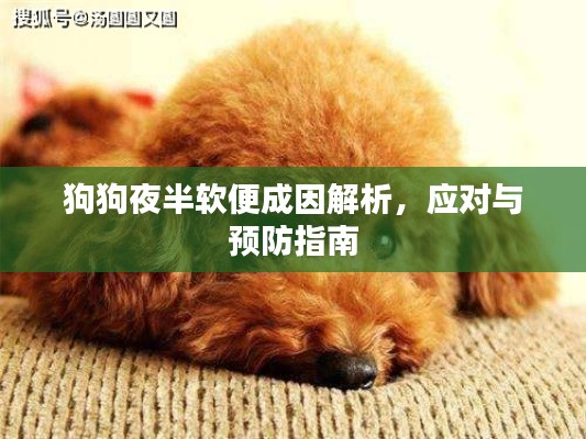 狗狗夜半软便成因解析,应对与预防指南